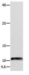 NPY Antibody