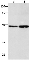 SPP1 Antibody