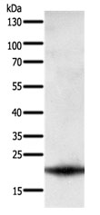 PARK7 Antibody