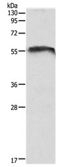 CDH23 Antibody