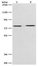 PEG10 Antibody