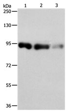 PIWIL4 Antibody