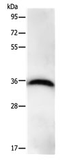 PPP1CB Antibody