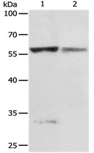 PRCP Antibody