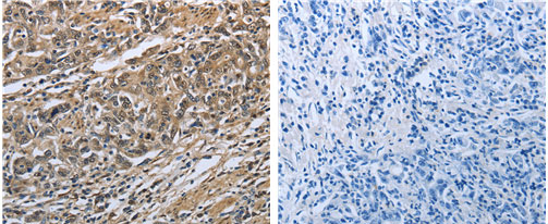 PRDX6 Antibody