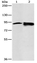 RRM1 Antibody