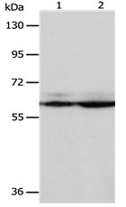 PSMD3 Antibody