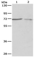 PTPN6 Antibody