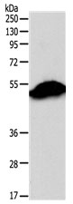 SIRT6 Antibody