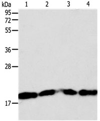 DIABLO Antibody