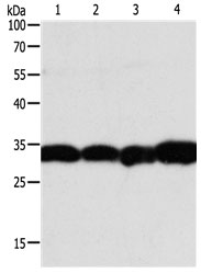 NAPA Antibody