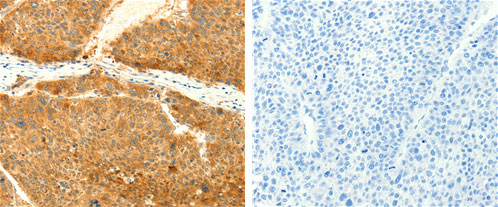 SNAP25 Antibody