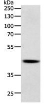 SOX7 Antibody