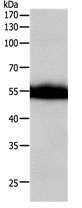 F10 Antibody