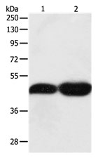 TEKT1 Antibody