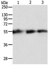 TEKT5 Antibody