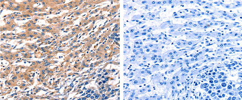 RAB18 Antibody