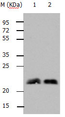 RHOB Antibody