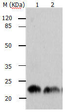 ARF1 Antibody