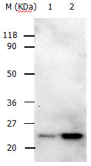 RAB5A Antibody