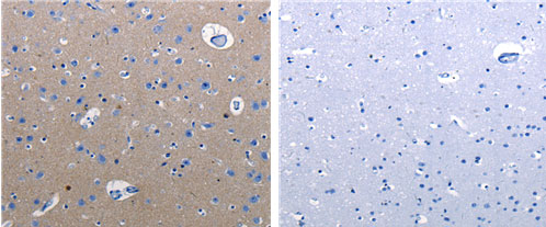 RAB3c Antibody