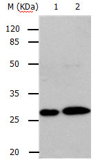 RAB3c Antibody