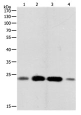 RHOA Antibody