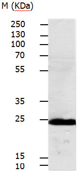 RALB Antibody