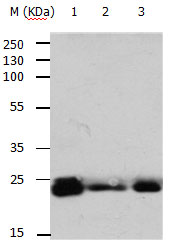 RAB6A Antibody