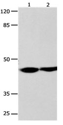 ALX4 Antibody