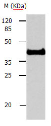 AVEN Antibody