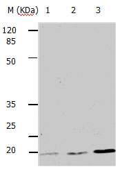 BBC3 Antibody