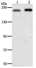 SMARCA4 Antibody