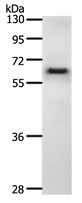 CDC6 Antibody