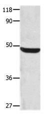 CSNK1A1 Antibody