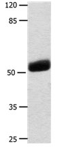 KRT16 Antibody