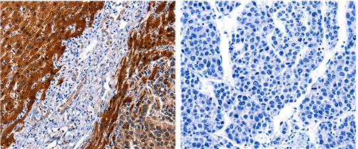 CUL4A Antibody