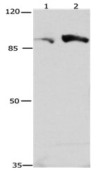 CUL4A Antibody