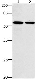 CCNB1 Antibody