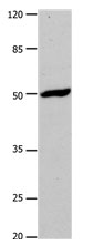 DRD1 Antibody