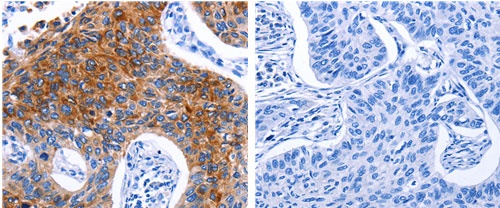 DRD4 Antibody