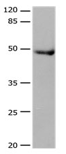 DRD4 Antibody