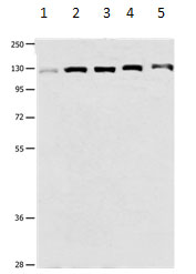 DDB1 Antibody