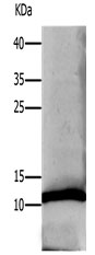 DEFA1 Antibody