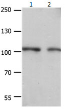 EIF4G2 Antibody