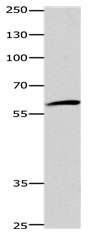 DISC1 Antibody