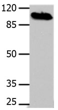 DNM1 Antibody