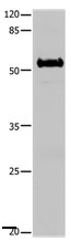 SLC1A6 Antibody