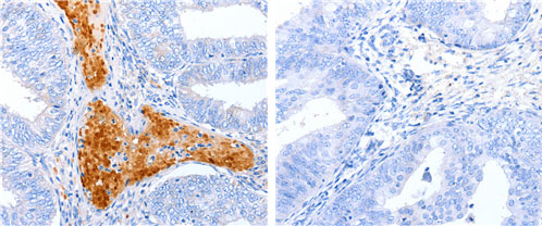 ENPP7 Antibody