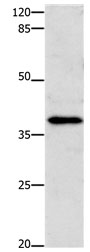 ENPP7 Antibody